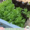 FG ชุดปลูกผักไฮโดรโปรนิกส์ 50 ต้น ขนาด 1.5 เมตร 5 ราง - Image 3
